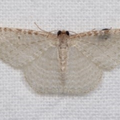 Poecilasthena pulchraria (Australian Cranberry Moth) at Melba, ACT - 19 Nov 2020 by kasiaaus