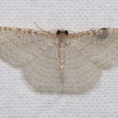 Poecilasthena pulchraria (Australian Cranberry Moth) at Melba, ACT - 19 Nov 2020 by kasiaaus