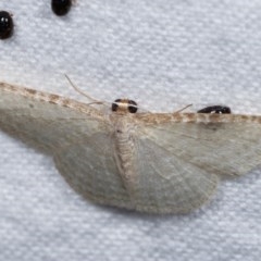 Poecilasthena pulchraria at Melba, ACT - 19 Nov 2020