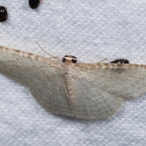 Poecilasthena pulchraria at Melba, ACT - 19 Nov 2020