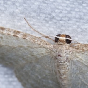 Poecilasthena pulchraria at Melba, ACT - 19 Nov 2020