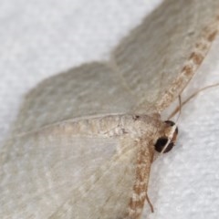 Poecilasthena pulchraria at Melba, ACT - 19 Nov 2020