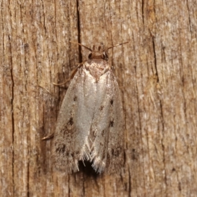 Oecophoridae (family) (Unidentified Oecophorid concealer moth) at Melba, ACT - 19 Nov 2020 by kasiaaus