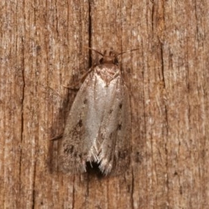 Oecophoridae (family) at Melba, ACT - 19 Nov 2020