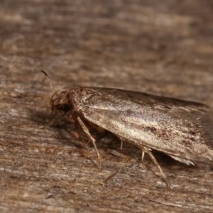 Oecophoridae (family) at Melba, ACT - 19 Nov 2020