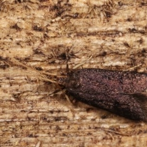 Lecithocera terrigena at Melba, ACT - 19 Nov 2020