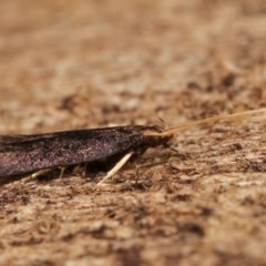 Lecithocera terrigena at Melba, ACT - 19 Nov 2020