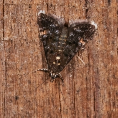 Heliothela ophideresana (A Crambid Moth (Scopariinae)) at Melba, ACT - 19 Nov 2020 by kasiaaus