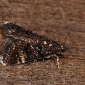 Heliothela ophideresana at Melba, ACT - 19 Nov 2020