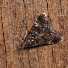 Heliothela ophideresana at Melba, ACT - 19 Nov 2020