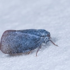 Unidentified Leafhopper & planthopper (Hemiptera, several families) at Melba, ACT - 19 Nov 2020 by kasiaaus