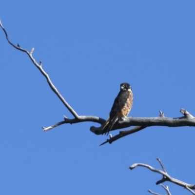Falco longipennis (Australian Hobby) at Mount Ainslie - 14 Dec 2020 by jb2602