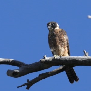 Falco longipennis at Majura, ACT - 14 Dec 2020