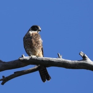 Falco longipennis at Majura, ACT - 14 Dec 2020