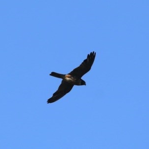 Falco longipennis at Majura, ACT - 14 Dec 2020