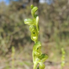 Hymenochilus muticus (Midget Greenhood) at Tuggeranong Hill - 3 Nov 2020 by michaelb