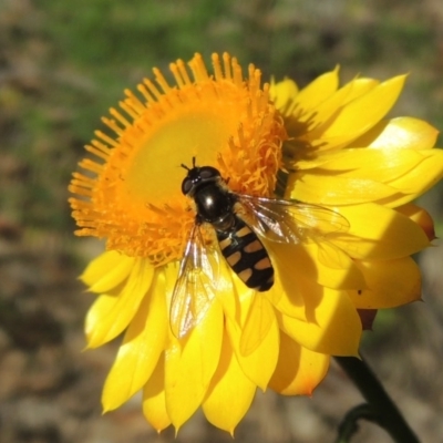 Melangyna viridiceps (Hover fly) at Conder, ACT - 3 Nov 2020 by MichaelBedingfield