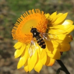 Melangyna viridiceps (Hover fly) at Conder, ACT - 3 Nov 2020 by michaelb