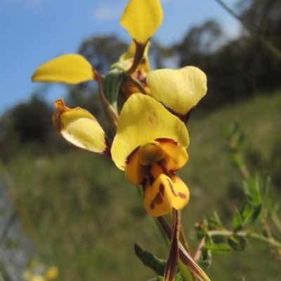 Diuris sulphurea (Tiger Orchid) at Tuggeranong Hill - 3 Nov 2020 by michaelb