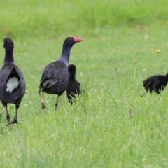 Porphyrio melanotus (Australasian Swamphen) at Panboola - 19 Dec 2020 by KylieWaldon