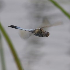 Orthetrum caledonicum (Blue Skimmer) at Panboola - 19 Dec 2020 by KylieWaldon