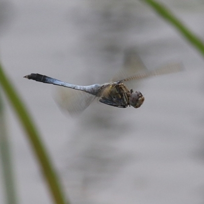Orthetrum caledonicum (Blue Skimmer) at Pambula, NSW - 19 Dec 2020 by Kyliegw