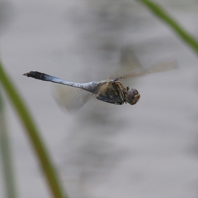 Orthetrum caledonicum (Blue Skimmer) at Panboola - 19 Dec 2020 by KylieWaldon