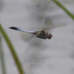 Orthetrum caledonicum (Blue Skimmer) at Pambula, NSW - 19 Dec 2020 by Kyliegw
