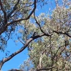 Rhipidura leucophrys (Willie Wagtail) at Greenleigh, NSW - 22 Dec 2020 by LyndalT