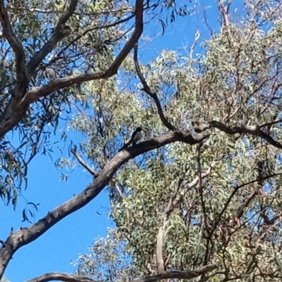 Rhipidura leucophrys (Willie Wagtail) at Greenleigh, NSW - 22 Dec 2020 by LyndalT
