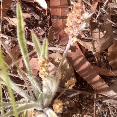 Plantago hispida (Hairy Plantain) at Mount Majura - 19 Dec 2020 by abread111