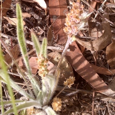 Plantago hispida (Hairy Plantain) at Downer, ACT - 20 Dec 2020 by abread111