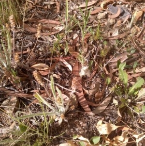 Plantago hispida at Downer, ACT - 20 Dec 2020 08:49 AM