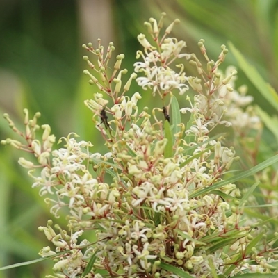 Lomatia myricoides (River Lomatia) at Panboola - 19 Dec 2020 by Kyliegw