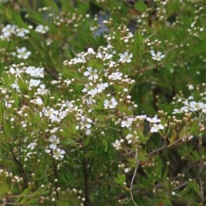 Sannantha pluriflora at Pambula, NSW - 20 Dec 2020