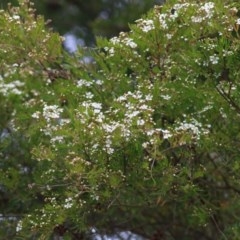 Sannantha pluriflora at Pambula, NSW - 20 Dec 2020