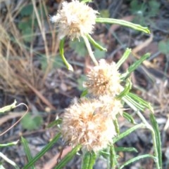 Euchiton involucratus (Star Cudweed) at Downer, ACT - 20 Dec 2020 by abread111