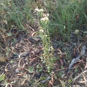 Euchiton involucratus at Downer, ACT - 20 Dec 2020