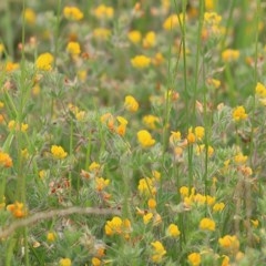 Lotus sp. (Trefoil) at Panboola - 19 Dec 2020 by KylieWaldon