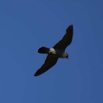 Falco peregrinus (Peregrine Falcon) at Majura, ACT - 11 Dec 2020 by jb2602