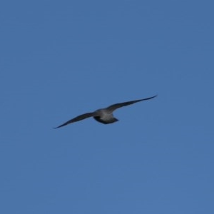 Falco peregrinus at Majura, ACT - 11 Dec 2020