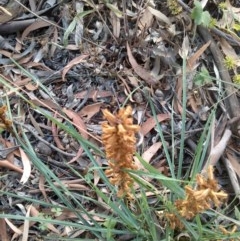 Orobanche minor (Broomrape) at Mount Majura - 19 Dec 2020 by abread111