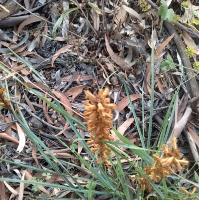 Orobanche minor (Broomrape) at Downer, ACT - 20 Dec 2020 by abread111