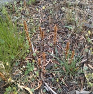 Orobanche minor at Downer, ACT - 20 Dec 2020 08:30 AM