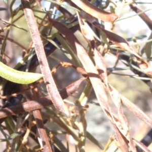 Glycine clandestina at Downer, ACT - 20 Dec 2020