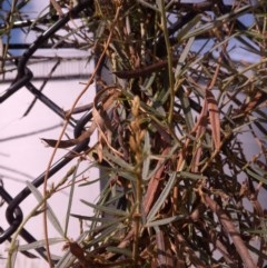 Glycine clandestina at Downer, ACT - 20 Dec 2020