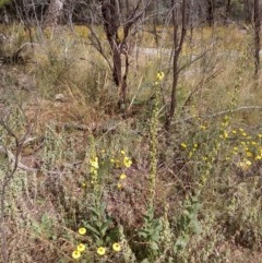 Verbascum virgatum (Green Mullein) at Mount Majura - 19 Dec 2020 by abread111