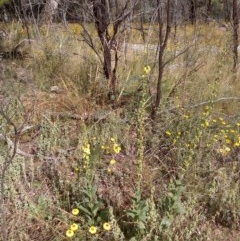 Verbascum virgatum (Green Mullein) at Downer, ACT - 20 Dec 2020 by abread111