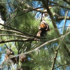 Pteropus scapulatus (Little Red Flying Fox) at Lake Ginninderra - 19 Dec 2020 by dhkmapr