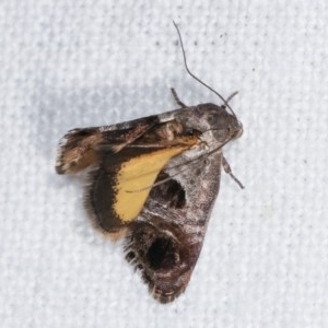 Eupselia beatella at Melba, ACT - 19 Nov 2020